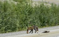 Tiere, Säugetiere - Raubtiere  Polarfuchs_Alopex lagopus_Arctic Fox 03.JPG