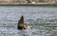 Tiere, Säugetiere - Raubtiere  Stellerscher Seelöwe_Eumetopias jubatus_ Steller's Sea Lion 08.JPG