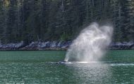 Tiere, Säugetiere -Zahn- & Bartenwale  Buckelwal_Megaptera novaeangliae_Humpback Whale 04.JPG