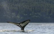 Tiere, Säugetiere -Zahn- & Bartenwale  Buckelwal_Megaptera novaeangliae_Humpback Whale 06.JPG