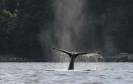 Tiere, Säugetiere -Zahn- & Bartenwale  Buckelwal_Megaptera novaeangliae_Humpback Whale 07.JPG