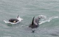 Tiere, Säugetiere -Zahn- & Bartenwale  Schwertwal_Orcinus Orca_Killer Whale 03.JPG