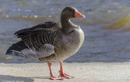 Tiere, Vögel - Gänsevögel  Graugans_Anser anser_Western Greylag Goose 03.JPG
