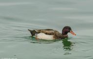 Tiere, Vögel - Gänsevögel  Kolbenente_Netta rufina_Red-Crested Pochard 03.JPG