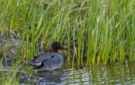 Tiere, Vögel - Gänsevögel  Nordamerikanische Krickente_Anas carolinensis_Green-Winged Teal 04.JPG