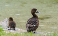Tiere, Vögel - Gänsevögel  Reiherente_Aythya fuligula_Tufted Duck 03.JPG