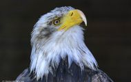 Tiere, Vögel - Greifvögel Weißkopfseeadler_Haliaeetus leucocephalus_Bald Eagle 01.JPG