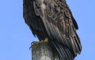Tiere, Vögel - Greifvögel Weißkopfseeadler_Haliaeetus leucocephalus_Bald Eagle 03.JPG