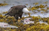 Tiere, Vögel - Greifvögel Weißkopfseeadler_Haliaeetus leucocephalus_Bald Eagle 05.JPG