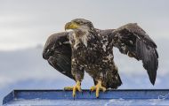 Tiere, Vögel - Greifvögel Weißkopfseeadler_Haliaeetus leucocephalus_Bald Eagle 10.JPG