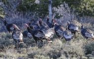 Tiere, Vögel - Hühnervögel Truthuhn_Meleagris gallopavo_Wild Turkey 08.JPG