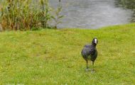 Tiere, Vögel - Kranichvögel  Blässhuhn_Fulica atra_Eurasian Coot 03.JPG