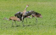 Tiere, Vögel - Kranichvögel  Kanadakranich_Grus canadensis_Sandhill Crane 04.JPG