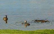 Tiere, Vögel - Lappentaucher  Rothalstaucher_Podiceps grisegena_Red-necked Grebe 03.JPG