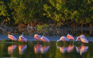 Tiere, Vögel - Ruderfüßer  Rosalöffler_Ajaia ajaja_Roseate Spoonbill 04.JPG