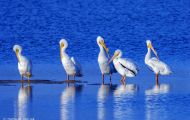 Tiere, Vögel - Ruderfüßer  Weißer Pelikan_Pelecanus erythrorhynchos_American White Pelican 01.JPG
