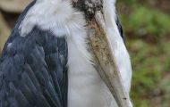 Tiere, Vögel - Schreit- und Storchenvögel  Marabu_Leptoptilos crumeniferus_Marabou Stork 05.JPG