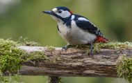 Tiere, Vögel - Spechtvögel  Buntspecht_Dendrocopos major_Great Spotted Woodpecker 01.JPG