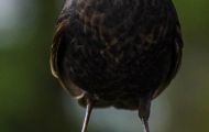 Tiere, Vögel - Sperlingsvögel  Amsel_Turdus merula_Common Blackbird 06.JPG
