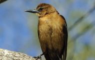 Tiere, Vögel - Sperlingsvögel  Bootschwanzgrackel_Quiscalus major_Boat-Tailed Grackle 06.JPG