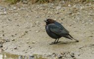 Tiere, Vögel - Sperlingsvögel  Braunkopf Kuhstärling_Molothrus ater_Brown-headed Cowbird 04.JPG