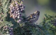 Tiere, Vögel - Sperlingsvögel  Buchfink_Fringilla coelebs_Chaffinch 03.JPG