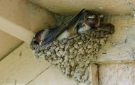 Tiere, Vögel - Sperlingsvögel  Fahlstirnschwalbe_Hirundo pyrrhonota_Cliff Swallow 01.JPG