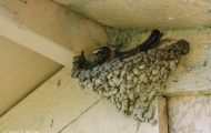 Tiere, Vögel - Sperlingsvögel  Fahlstirnschwalbe_Hirundo pyrrhonota_Cliff Swallow 04.JPG
