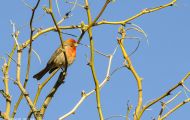 Tiere, Vögel - Sperlingsvögel  Hausgimpel_Carpodacus mexicanus_House Finch 01.JPG