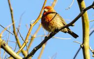 Tiere, Vögel - Sperlingsvögel  Hausgimpel_Carpodacus mexicanus_House Finch 04.JPG