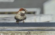 Tiere, Vögel - Sperlingsvögel  Haussperling_Passer domesticus_House Sparrow 07.JPG