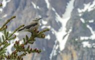 Tiere, Vögel - Sperlingsvögel  Kiefernhäher_Nucifraga columbiana_Clark's Nutcracker 04.JPG