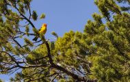 Tiere, Vögel - Sperlingsvögel  Kieferntangar_Piranga ludoviciana_Western Tanager 02.JPG