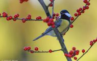 Tiere, Vögel - Sperlingsvögel  Kohlmeise_Parus major_Great Tit 05.JPG