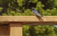 Tiere, Vögel - Sperlingsvögel  Mehlschwalbe_Delichon urbica_House Martin 05.JPG