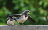Tiere, Vögel - Sperlingsvögel  Rauchschwalbe_Hirundo rustica_Barn Swallow 03.JPG