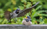 Tiere, Vögel - Sperlingsvögel  Rauchschwalbe_Hirundo rustica_Barn Swallow 04.JPG