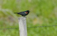 Tiere, Vögel - Sperlingsvögel  Rotkehlchen_Erithacus rubecula_European Robin 03.JPG
