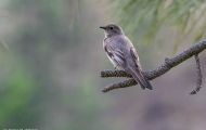 Tiere, Vögel - Sperlingsvögel  Vireo_Vireo vicinior_Gray Vireo 01.JPG