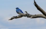 Tiere, Vögel - Sperlingsvögel  Westlicher Buschhäher_Aphelocoma californica_Western Scrub Jay 01.JPG