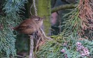 Tiere, Vögel - Sperlingsvögel  Zaunkönig_Troglodytes troglodytes_Winter Wren 01.JPG