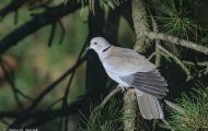 Tiere, Vögel - Taubenvögel  Türkentaube_Streptopelia decaocto_Eurasian Collared-Dove 05.JPG