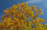 Wälder, Laubwald - Eifel  Laubwald 06.JPG