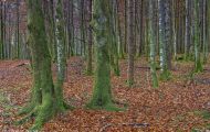 Wälder, Laubwald - Oberbayern  Laubwald 04.JPG