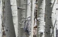 Wälder, Nadel & Mischwald - USA  Arizona, Nadel & Mischwald 03.JPG