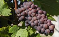 Wiesen & Felder, Weinreben - Weinreben Rot 13.JPG