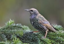 Unsere heimischen Gartenvögel - Star