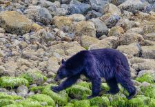 Black bear looking for food