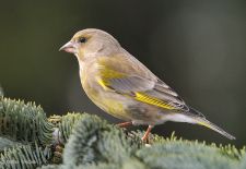 Gefiederte Freunde - Unsere heimischen Gartenvögel - Grünfink
