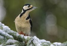 Bezaubernde Vögel im heimischen Garten - Buntspecht